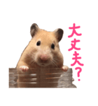 キンクマのんこ（個別スタンプ：6）