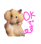 キンクマのんこ（個別スタンプ：8）