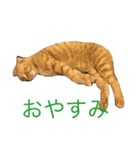 にゃんこのこころ（個別スタンプ：2）