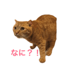 にゃんこのこころ（個別スタンプ：3）