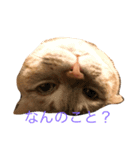 にゃんこのこころ（個別スタンプ：5）