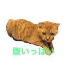 にゃんこのこころ（個別スタンプ：6）