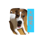 レオンの夏！（個別スタンプ：2）
