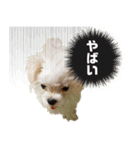 ぼくはあず。（個別スタンプ：1）