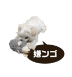 ぼくはあず。（個別スタンプ：3）