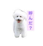 ぽぽ、ときどきジル（個別スタンプ：1）