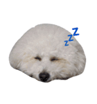 ぽぽ、ときどきジル（個別スタンプ：4）