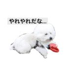 ぽぽ、ときどきジル（個別スタンプ：6）