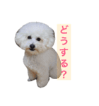 ぽぽ、ときどきジル（個別スタンプ：8）