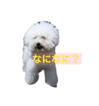 ぽぽ、ときどきジル（個別スタンプ：11）