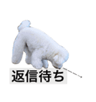 ぽぽ、ときどきジル（個別スタンプ：12）