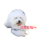 ぽぽ、ときどきジル（個別スタンプ：18）
