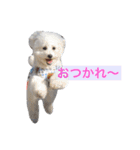ぽぽ、ときどきジル（個別スタンプ：21）