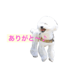 ぽぽ、ときどきジル（個別スタンプ：24）