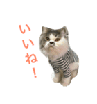 ねこらぶ（個別スタンプ：3）