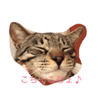 じんとらんこ（個別スタンプ：1）
