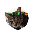 じんとらんこ（個別スタンプ：4）