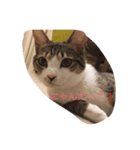 じんとらんこ（個別スタンプ：6）