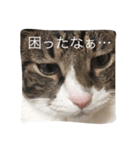 グリさん（個別スタンプ：3）