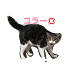 グリさん（個別スタンプ：5）