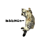 佐賀弁をしゃべるネコ（個別スタンプ：1）