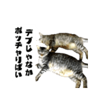 佐賀弁をしゃべるネコ（個別スタンプ：2）