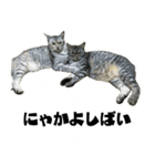 佐賀弁をしゃべるネコ（個別スタンプ：3）