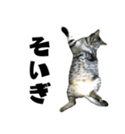 佐賀弁をしゃべるネコ（個別スタンプ：4）