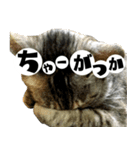 佐賀弁をしゃべるネコ（個別スタンプ：8）