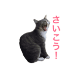 ねこのスタンプ〜サイベリアン2〜（個別スタンプ：1）