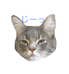 ねこのスタンプ〜サイベリアン2〜（個別スタンプ：2）