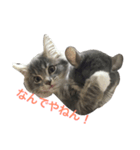 ねこのスタンプ〜サイベリアン2〜（個別スタンプ：3）