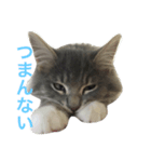 ねこのスタンプ〜サイベリアン2〜（個別スタンプ：6）
