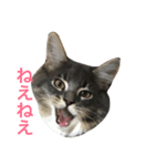 ねこのスタンプ〜サイベリアン2〜（個別スタンプ：7）