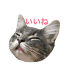ねこのスタンプ〜サイベリアン2〜（個別スタンプ：8）
