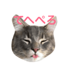 ねこのスタンプ〜サイベリアン〜（個別スタンプ：1）