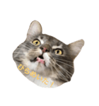 ねこのスタンプ〜サイベリアン〜（個別スタンプ：3）
