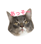 ねこのスタンプ〜サイベリアン〜（個別スタンプ：4）