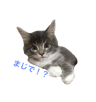 ねこのスタンプ〜サイベリアン〜（個別スタンプ：5）
