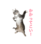 ねこのスタンプ〜サイベリアン〜（個別スタンプ：6）