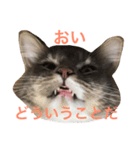 ねこのスタンプ〜サイベリアン〜（個別スタンプ：7）