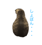 ねこのスタンプ〜サイベリアン〜（個別スタンプ：8）