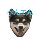 豆柴 弁天（個別スタンプ：1）
