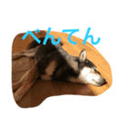 豆柴 弁天（個別スタンプ：5）