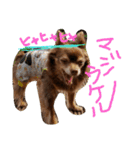 utasannotsubuyaki2（個別スタンプ：37）