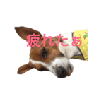 ブン太の毎日（個別スタンプ：5）