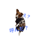 ブン太の毎日（個別スタンプ：14）