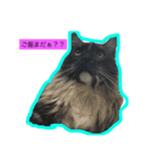 ぽっけのつぶやき（個別スタンプ：3）