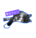 ぽっけのつぶやき（個別スタンプ：5）