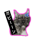 ぽっけのつぶやき（個別スタンプ：6）